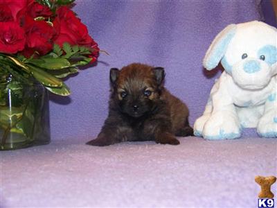 Puppies in Plant city